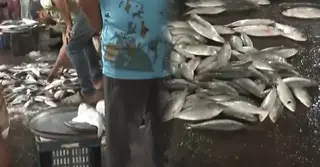 বরিশালে ইলিশের সরবরাহ কমায় বেড়েছে দাম